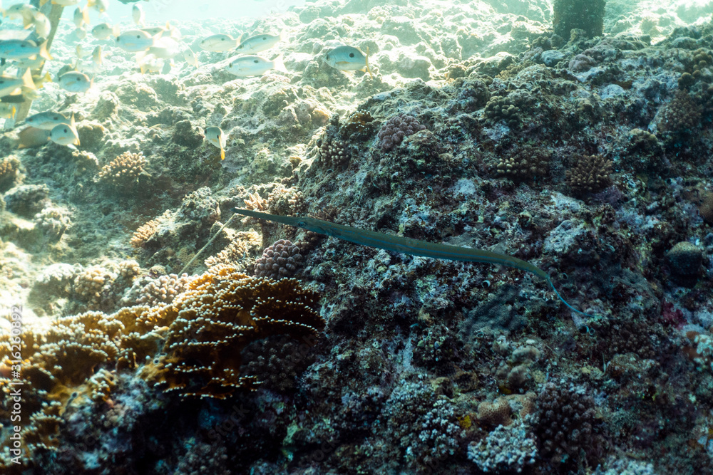 Fototapeta premium Swarm of Caribbean fish underwater photography, group of tropical fish underwater in egypt marsa alam
