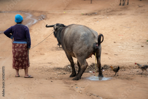 Water Buffalo Urinating, Myanmar