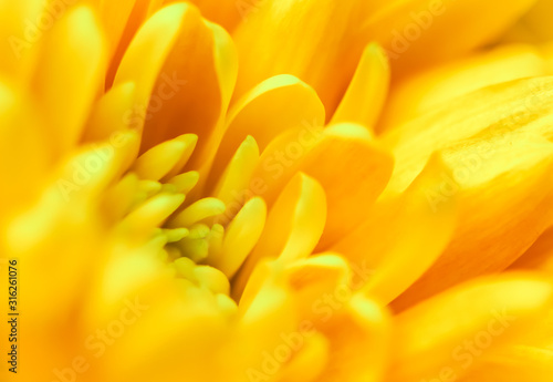 Abstract floral background  yellow chrysanthemum flower. Macro flowers backdrop for holiday brand design