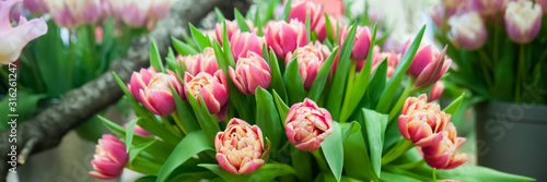 Banner Spring flowers background bunch of colorful tulips , Hello Spring and  Woman day concepts