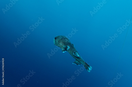 diodon hystrix underwater in the ocean of egypt, underwater in the ocean of egypt, Common porcupinefish underwater photograph underwater photograph, © FitchGallery