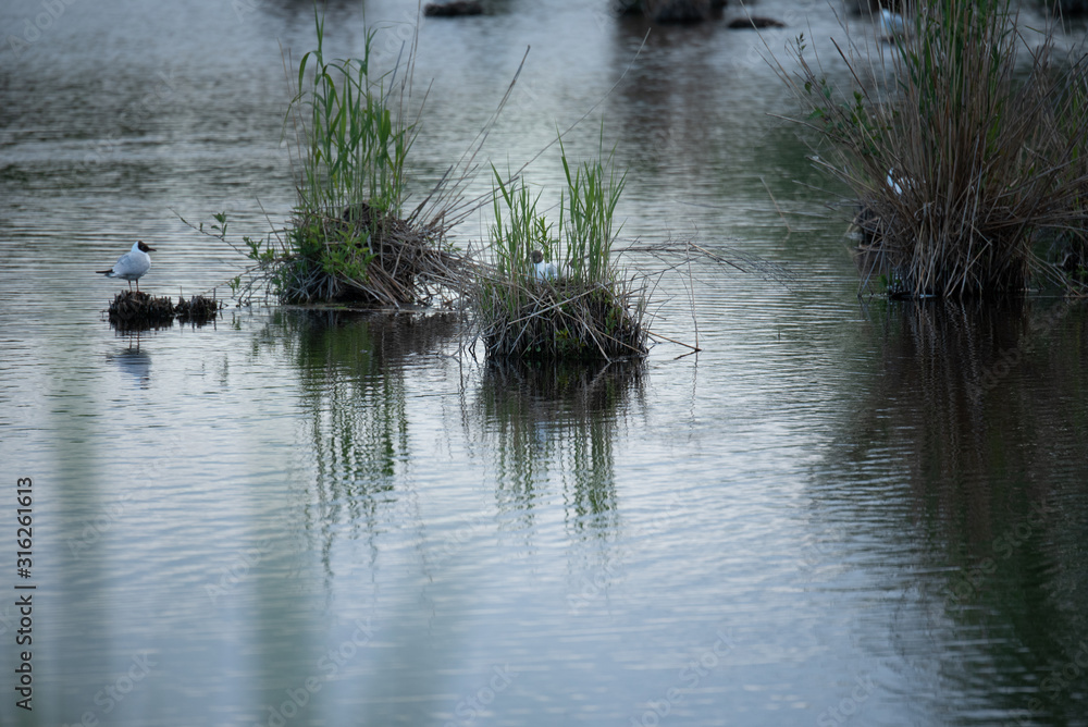 Sea in the Wagbachniederung in Waghäusel