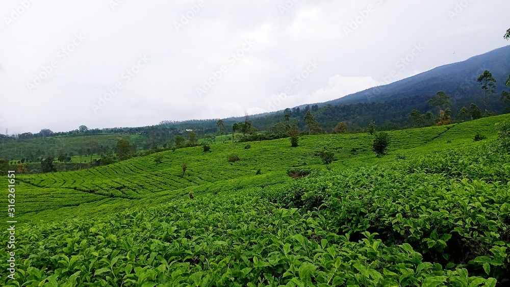 Green tea plantations are very beautiful