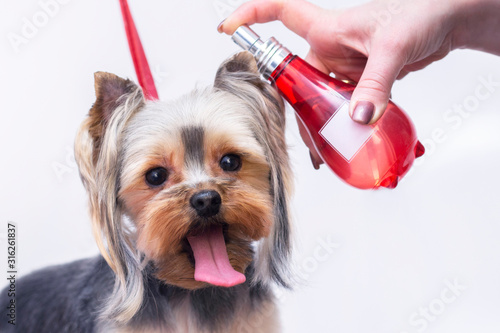 Professional dog care in a specialized salon. Groomers spray perfume on a dog. light background groomer concept photo