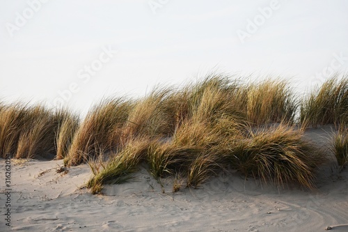 Marram grass (Ammophila Arenaria) on sand dunes. Ammophila Arenaria is a species of grass in the family Poaceae, known as European marram grass and European beachgrass. 