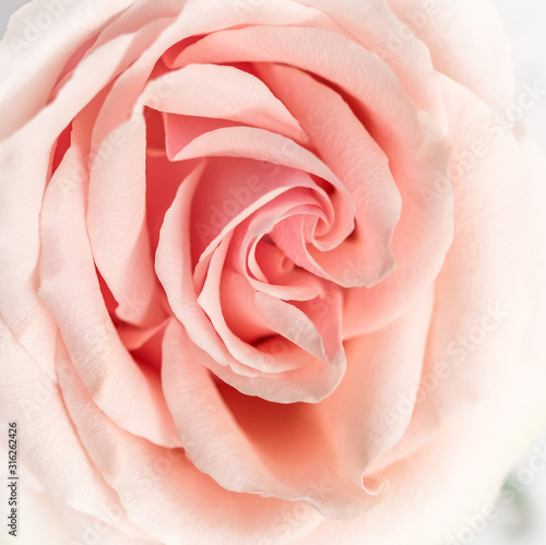 Soft focus, abstract floral background, pink rose flower. Macro flowers backdrop for holiday brand design