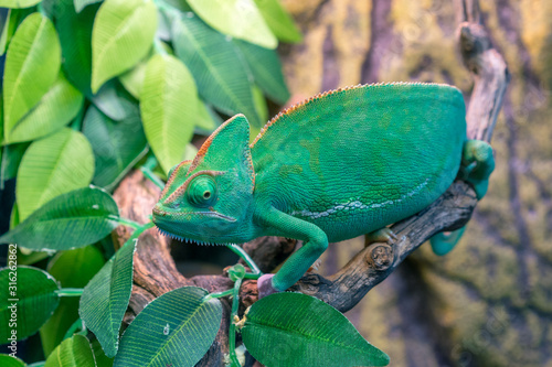 Chameleon close up. Multicolor Beautiful Chameleon closeup reptile with colorful bright skin. Selective focus