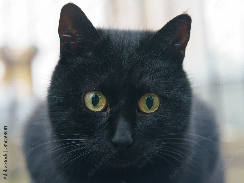 Portrait of black cat on the city street. Animals theme.