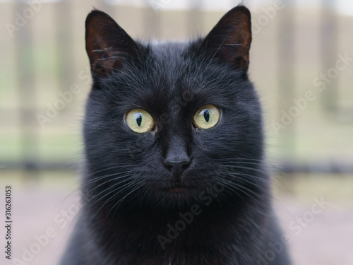Canvas Print Portrait of black cat on the city street. Animals theme.