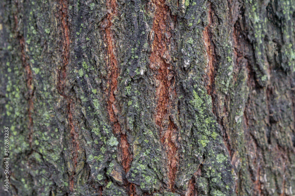 A piece of wood bark overgrown with moss A piece of wood bark overgrown with moss