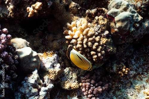 Chaetodon austriacus underwater in the ocean of egypt, underwater in the ocean of egypt, Chaetodon austriacus underwater photograph underwater photograph, photo