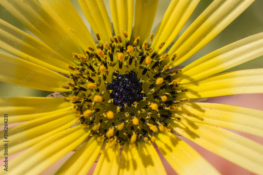 Cape dandelion close up Cape dandelion close up