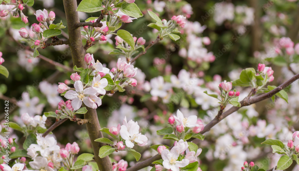 Apple tree blooming in spring