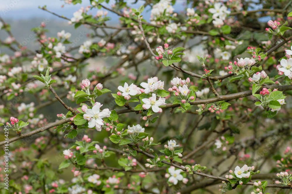 Apple tree flowers blooming in spring Apple tree flowers blooming in spring