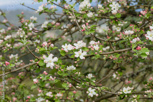 Apple tree flowers blooming in spring