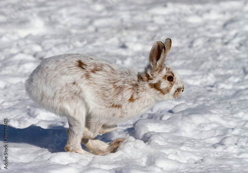 White Snowshoe hare or Varying hare isolated on white background running through the snow in Canada
