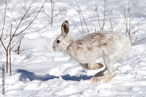 White Snowshoe hare or Varying hare isolated on white background running through the snow in Canada
