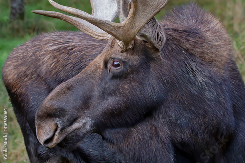 Bull Moose with huge antlers (Alces alces) walking in the forest in Quebec, Canada