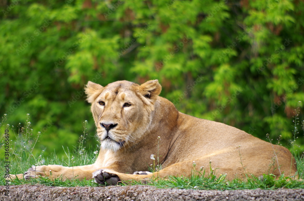 Lioness resting and enjoying spring Lioness resting and enjoying spring