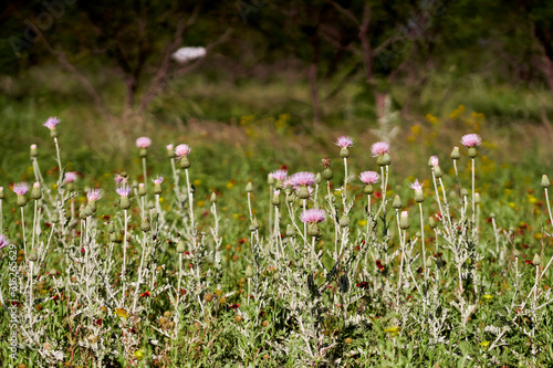 Patch of Beautiful Pink Texas Thistle blooms in field (Cirsium texanum)