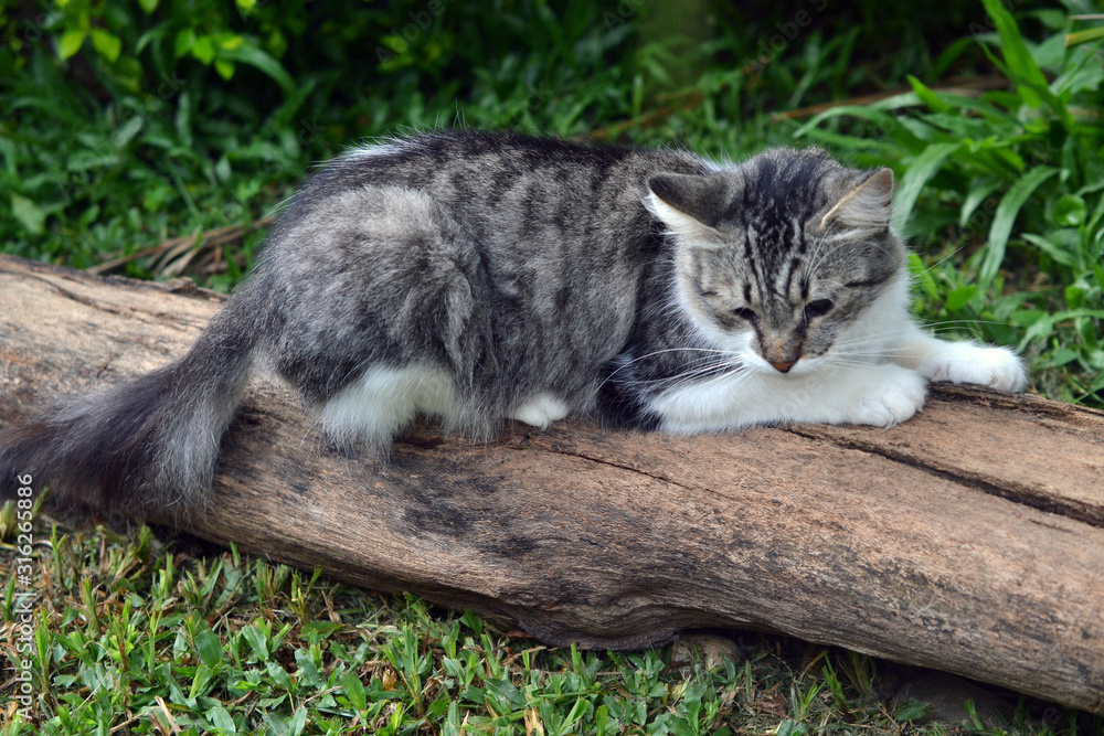 Obraz premium cat scratching a tree trunk in the garden