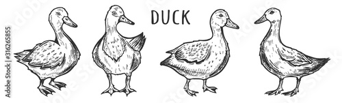 Funny cartoon ducks farm birds set