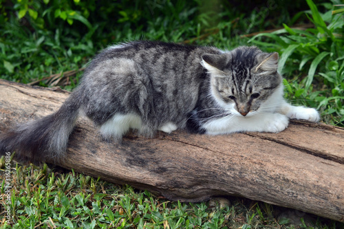Wallpaper Mural cat scratching a tree trunk in the garden Torontodigital.ca