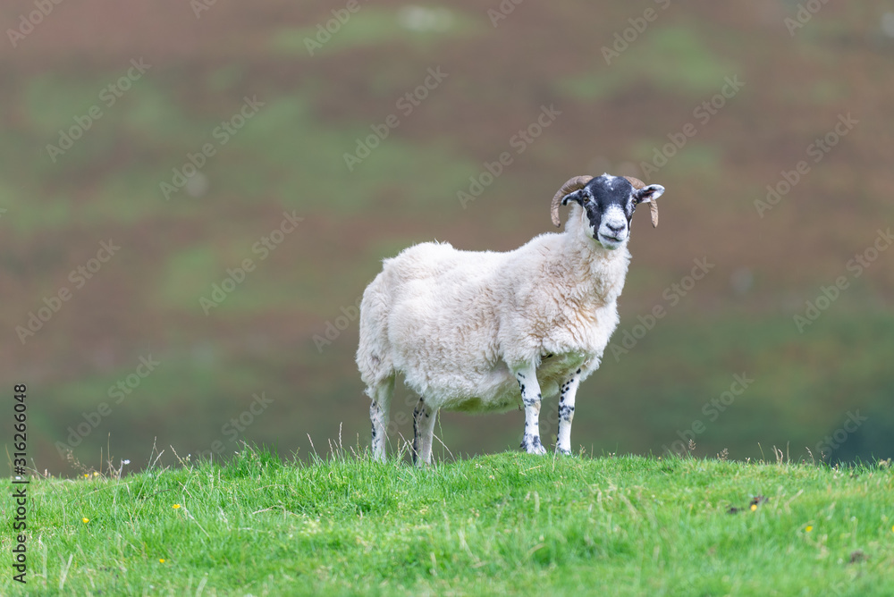 Fototapeta premium Baaaaa Hello!