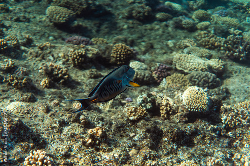 Acanthurus sohal underwater in the ocean of egypt, underwater in the ocean of egypt, Acanthurus sohal underwater photograph underwater photograph, © FitchGallery