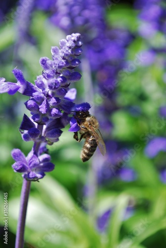 Bee pollinating flowers in the garden. Close up.
