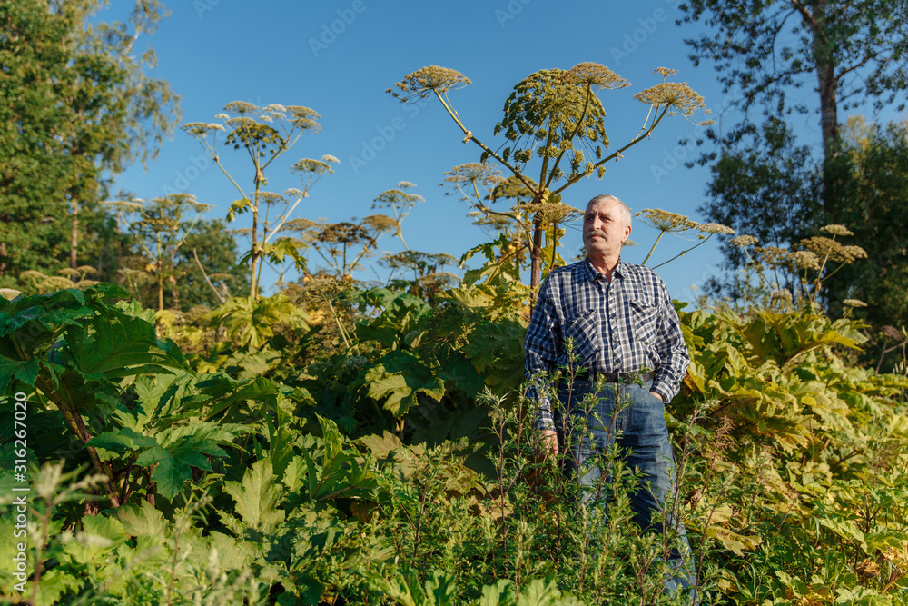 Man near Giant Hogweed Sosnowski plant. Heracleum manteggazzianum growing in the field. Poisonous plant causing an allergic reaction.