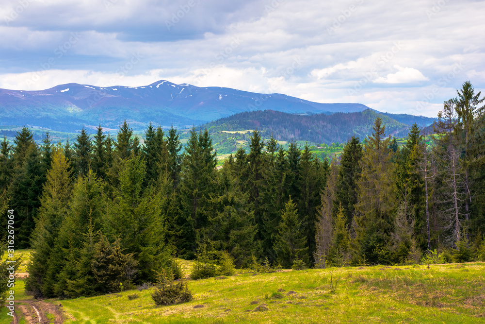 forested hills of Carpathians in spring. spruce trees on the grass covered meadow. borzhava mountain ridge with some snow on the tops in the distance. fresh weather with clouds on the sky forested hills of Carpathians in spring. spruce trees on the grass covered meadow. borzhava mountain ridge with some snow on the tops in the distance. fresh weather with clouds on the sky
