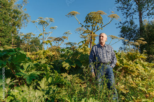 Man near Giant Hogweed Sosnowski plant. Heracleum manteggazzianum growing in the field. Poisonous plant causing an allergic reaction. photo