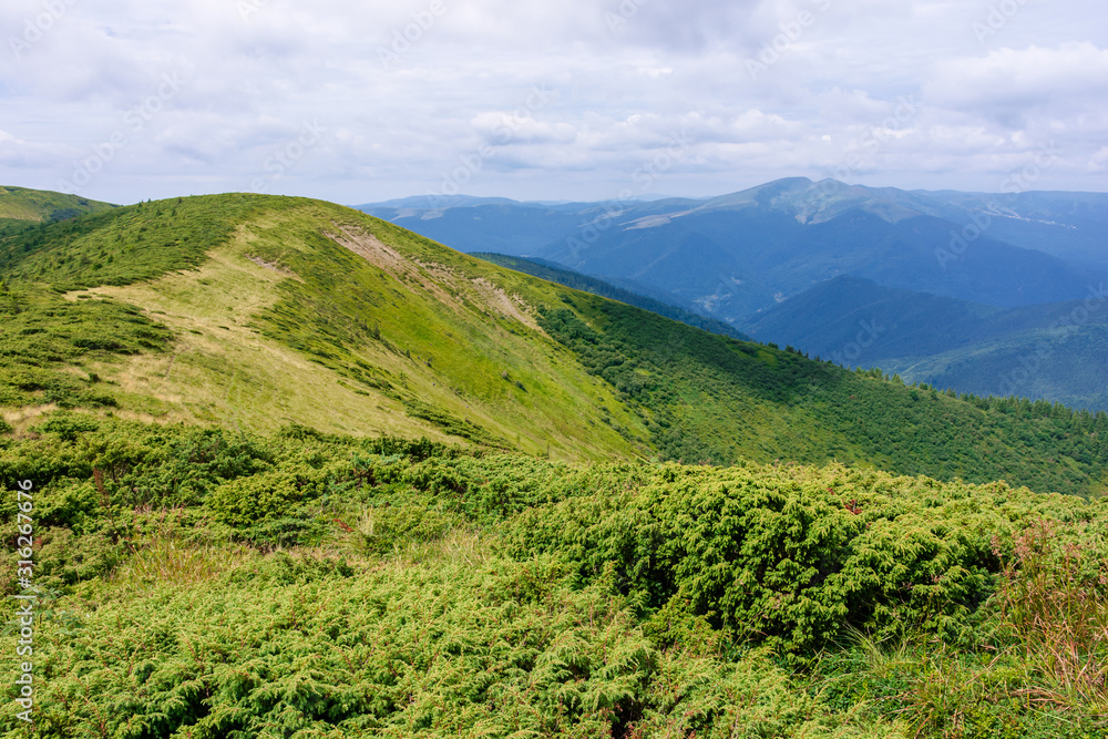 mountain landscape. hiking and tourism concept. rolling hills and distant ridges. green grassy slopes. sunny weather with clouds in summer mountain landscape. hiking and tourism concept. rolling hills and distant ridges. green grassy slopes. sunny weather with clouds in summer