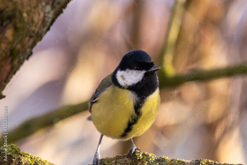 Fototapeta premium Vögel an der Winterfütterung