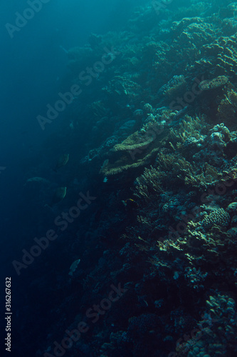 beautiful coral reef under water in the ocean of egypt  underwater photography in egypt