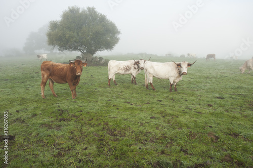 Photos Cows on meadow day with foggy pasture of Andalucia