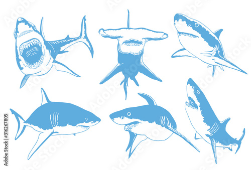 Graphical collection of blue sharks isolated on white  background,vector sea-food illustration
