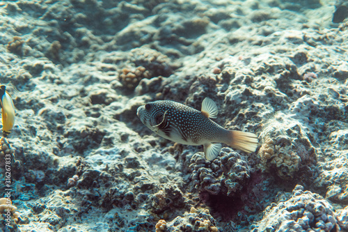 arothron stellatus underwater in the ocean of egypt, underwater in the ocean of egypt, arothron stellatus underwater photograph underwater photograph,