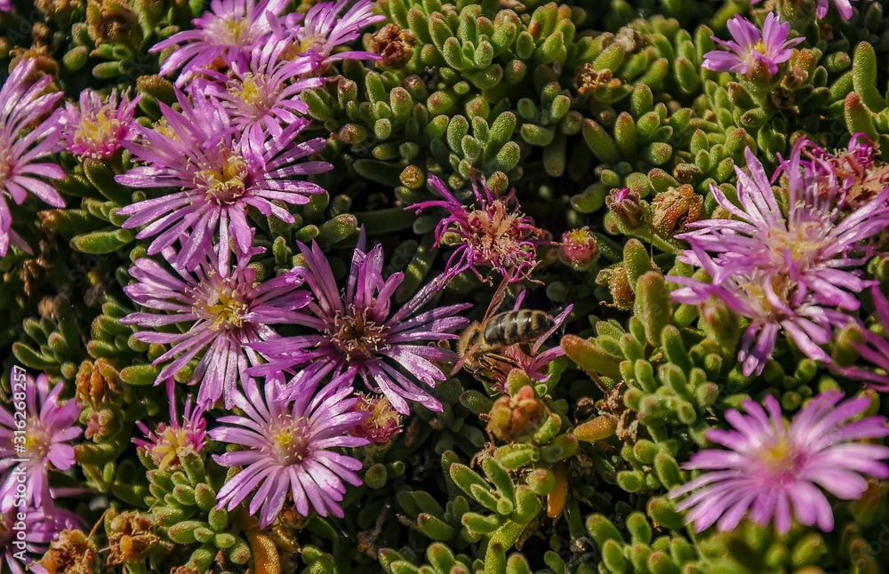 Midday flowers in Australia. Midday flowers in Australia.