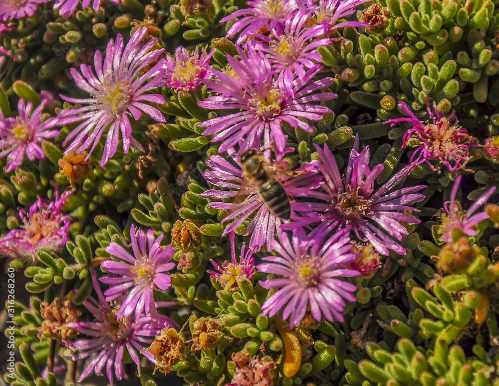 Midday flowers in Australia. Midday flowers in Australia.