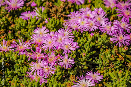 Midday flowers in Australia.
