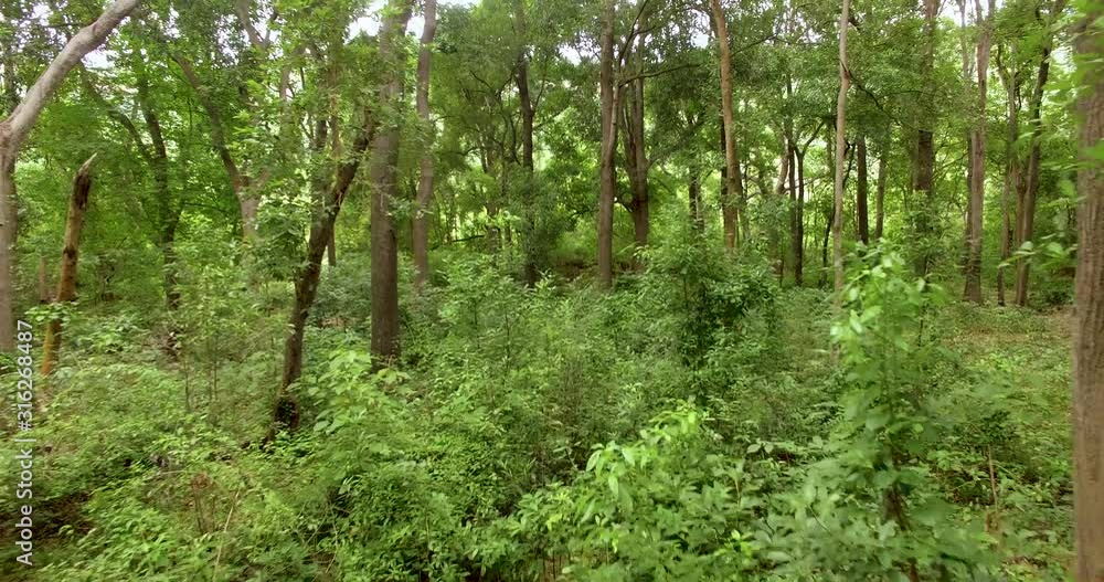Flight through the forest, India. Moving though the trees of the Rain Forest. Flight through the forest, India. Moving though the trees of the Rain Forest.