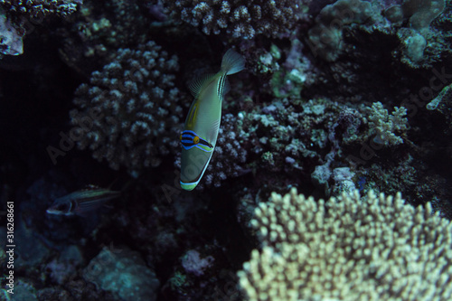 Rhinecanthus assasi under water, Rhinecanthus assasi in the beautiful ocean of egypt, under water photography photo