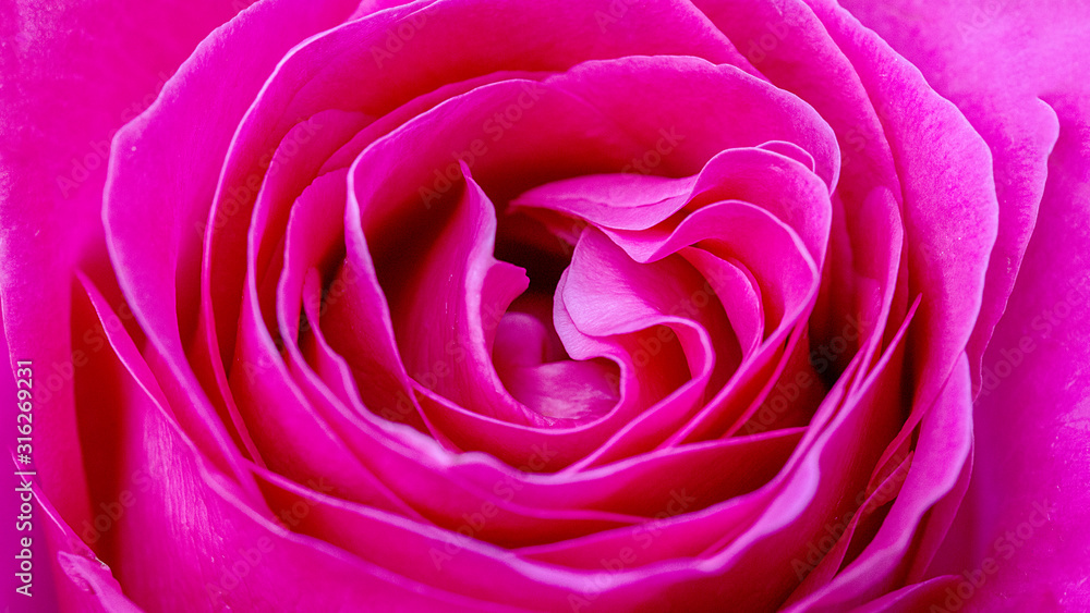 Pink rose bud close up. Beautiful purple rose. Floral background and texture. Pink rose bud close up. Beautiful purple rose. Floral background and texture.