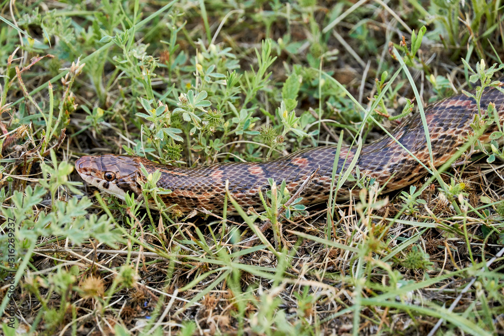 Macro close up Great Plains Rat Snake (Pantherophis emoryi) Macro close up Great Plains Rat Snake (Pantherophis emoryi)
