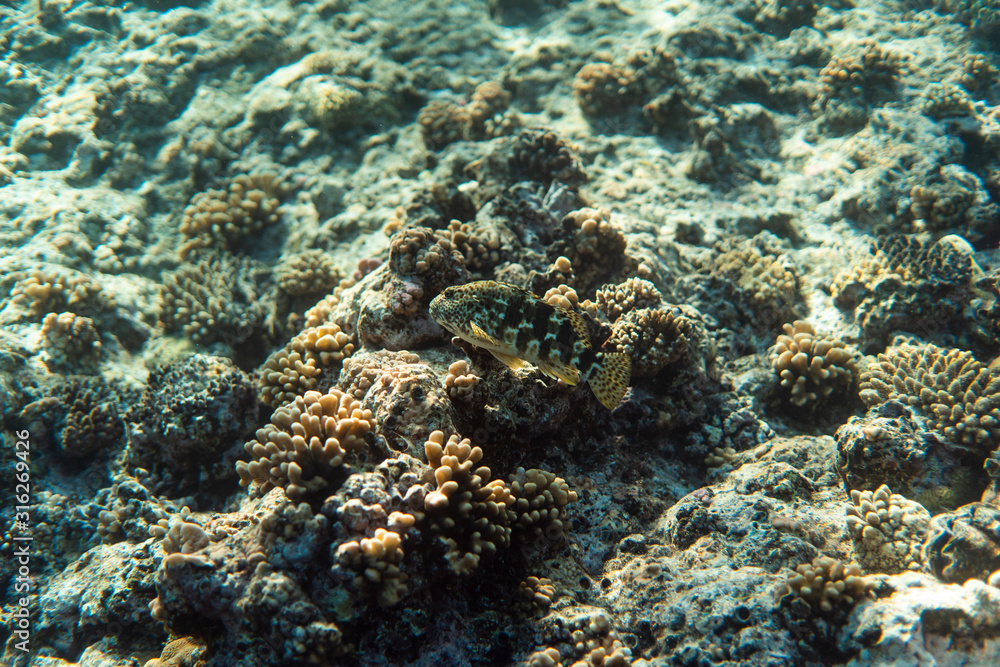 Fototapeta premium fish on a coral reef, underwater photography image, snorkeling in the ocean of egypt