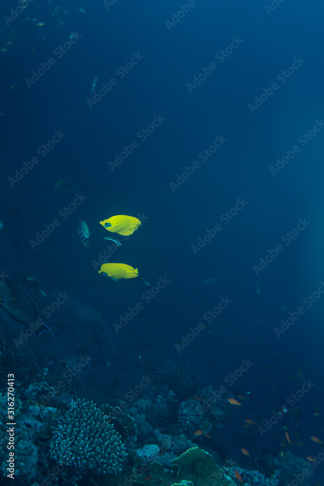 Fototapeta premium Chaetodon semilarvatus underwater in the ocean of egypt, underwater in the ocean of egypt, Chaetodon semilarvatus underwater photograph underwater photograph,