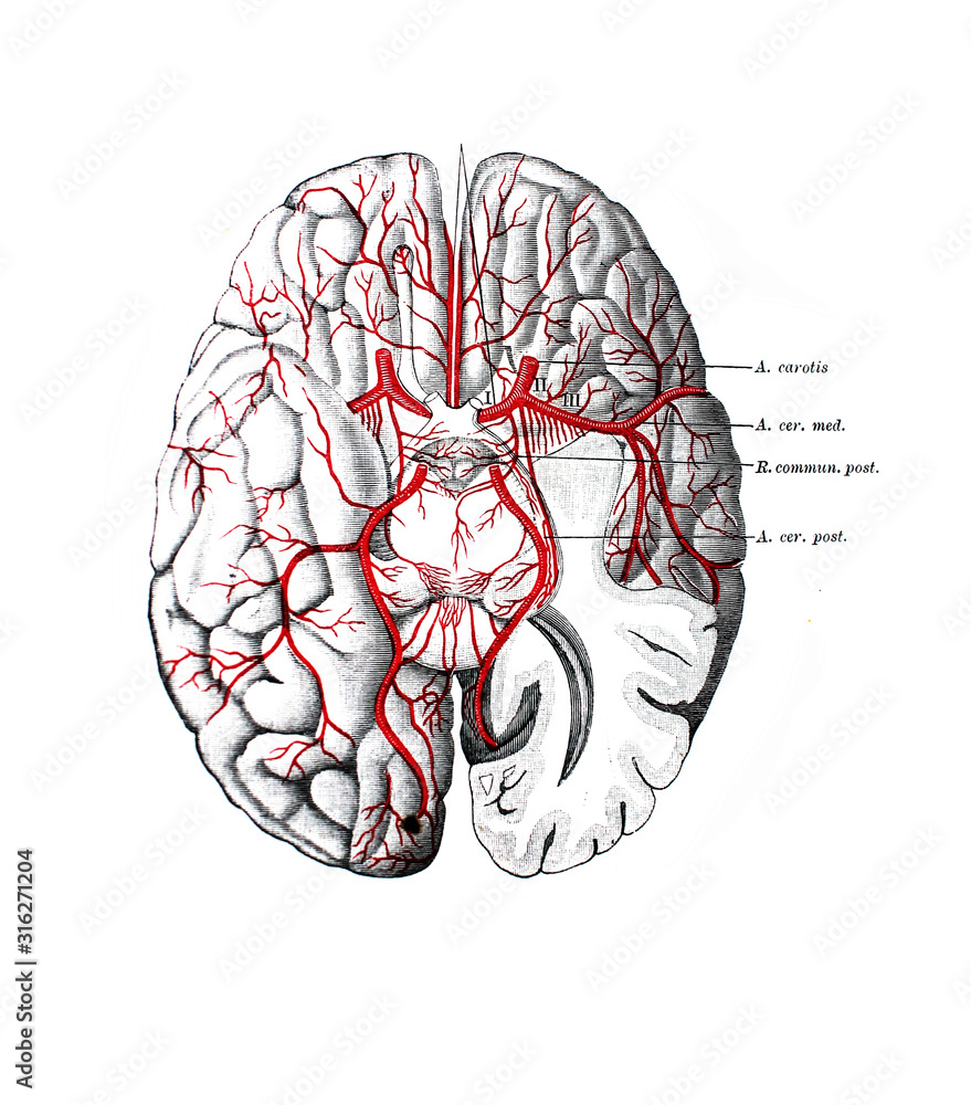 The illustration of the brain with its shells with veins and arteries ...
