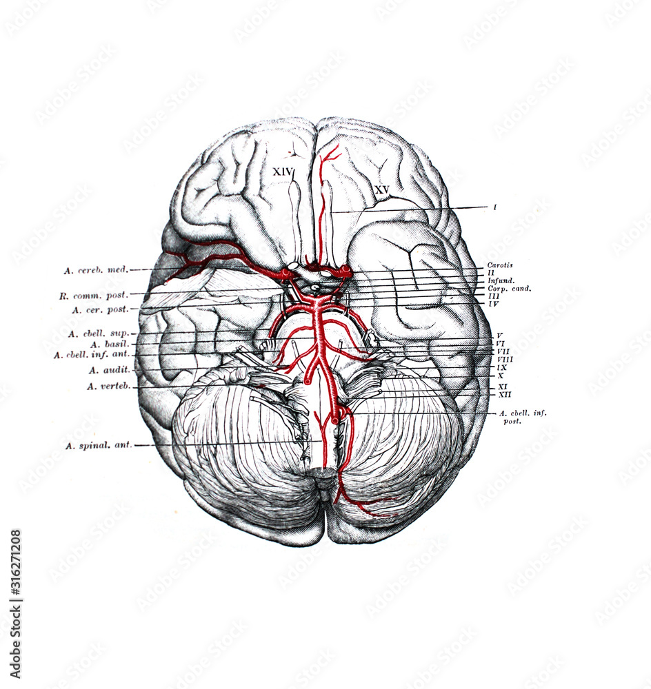 The illustration of the brain with its shells with veins and arteries ...